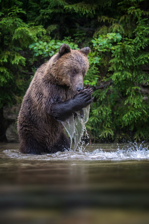 Wild Brown Bear (Ursus Arctos) on pond in the summer forest. Animal in natural habitat. wild life sceneの写真素材