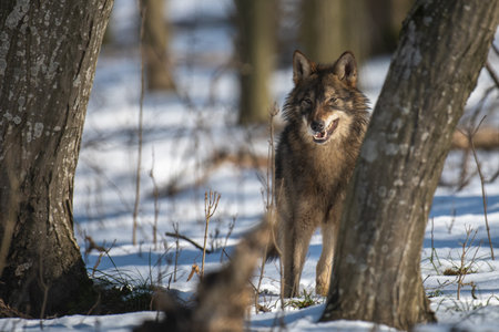 Wolf in the forest up close. Wildlife scene from winter nature. Wild animal in the natural habitatの写真素材
