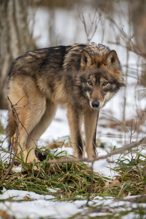 Wolf in the forest up close. Wildlife scene from winter nature. Wild animal in the natural habitatの写真素材