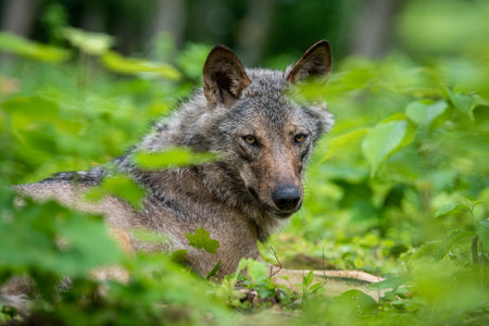 Wolf portrait in summer forest. Wild life scene from nature. Wild animal in the natural habitatの写真素材