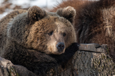 Wild adult Brown Bear (Ursus Arctos) in the spring forest. Dangerous animal in natural habitat. wild life sceneの写真素材