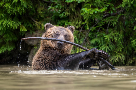 Wild Brown Bear (Ursus Arctos) on pond in the summer forest. Animal in natural habitat. wild life sceneの写真素材