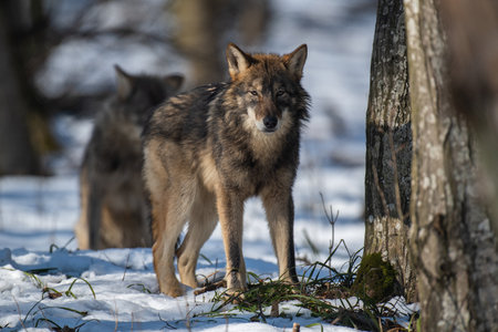 Wolf in the forest up close. Wildlife scene from winter nature. Wild animal in the natural habitatの写真素材