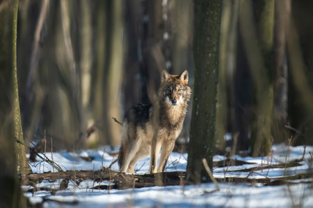 Wolf in the forest up close. Wildlife scene from winter nature. Wild animal in the natural habitatの写真素材