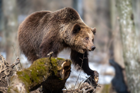 Wild adult Brown Bear (Ursus Arctos) in the spring forest. Dangerous animal in natural habitat. wild life sceneの写真素材