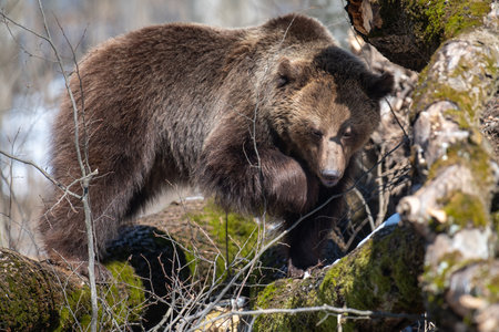 Wild adult Brown Bear (Ursus Arctos) in the spring forest. Dangerous animal in natural habitat. wild life sceneの写真素材