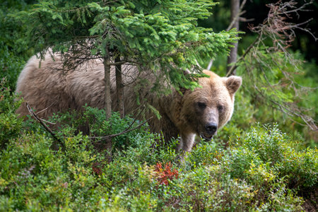 Wild Brown Bear (Ursus Arctos) in the summer forest. Animal in natural habitat. wild life sceneの写真素材