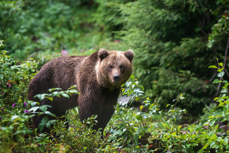 Wild Brown Bear (Ursus Arctos) in the summer forest. Animal in natural habitat. wild life sceneの写真素材