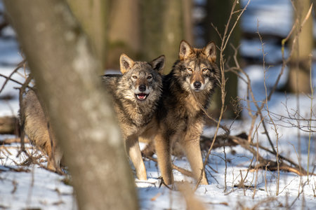 Wolf in the forest up close. Wildlife scene from winter nature. Wild animal in the natural habitatの写真素材