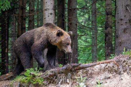 Wild Brown Bear (Ursus Arctos) in the summer forest. Animal in natural habitat. wild life sceneの写真素材