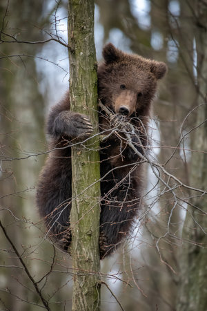 Close Bear cub clings to the side of the tree. wild life scene from natureの写真素材
