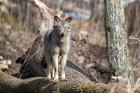 Wolf sit on a fallen tree in the forest up close. Wildlife scene from spring nature. Wild animal in the natural habitatの写真素材