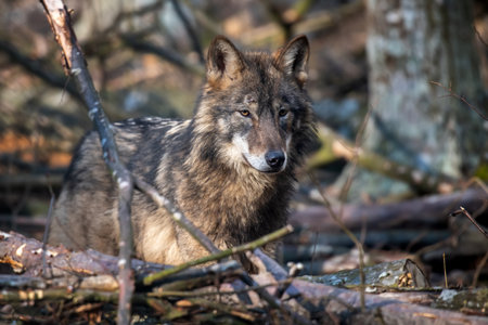 Wolf in the forest up close. Wildlife scene from winter nature. Wild animal in the natural habitatの写真素材