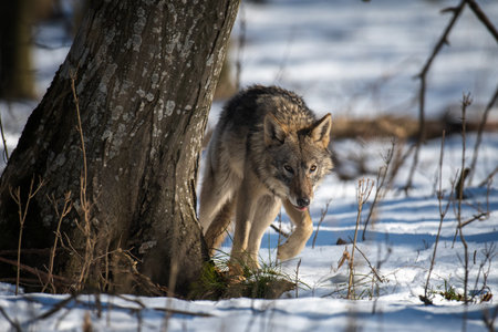 Wolf in the forest up close. Wildlife scene from winter nature. Wild animal in the natural habitatの写真素材
