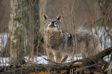 Wolf in the forest up close. Wildlife scene from winter nature. Wild animal in the natural habitatの写真素材