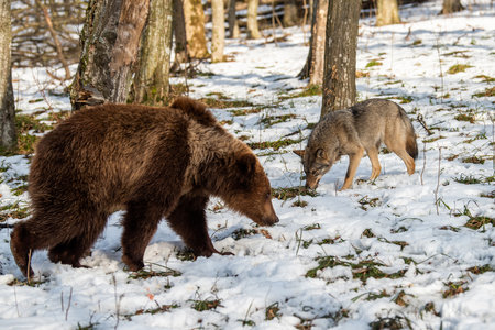 Wild adult Brown Bear (Ursus Arctos) with wolf in the winter forest. Dangerous animal in natural...