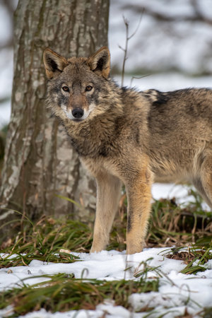 Wolf in the forest up close. Wildlife scene from winter nature. Wild animal in the natural habitatの写真素材
