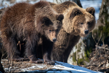 Wild adult Brown Bear (Ursus Arctos) in the spring forest. Dangerous animal in natural habitat. wild life sceneの写真素材