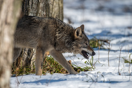 Wolf in the forest up close. Wildlife scene from winter nature. Wild animal in the natural habitatの写真素材