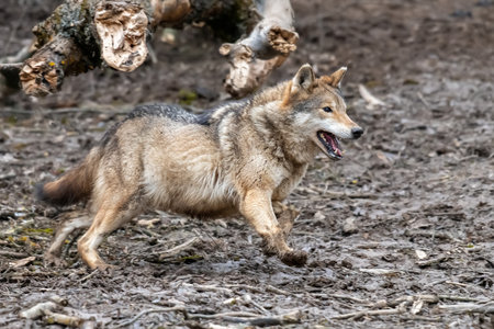 Wolf in the forest up close. Wildlife scene from winter nature. Wild animal in the natural habitatの写真素材