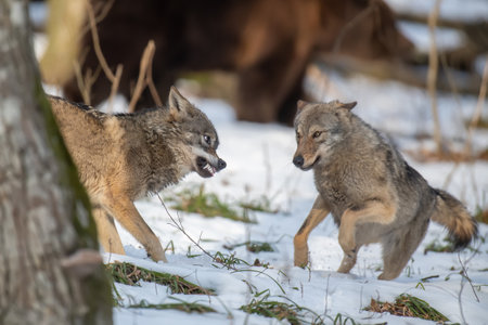 Wolf in the forest up close. Wildlife scene from winter nature. Wild animal in the natural habitatの写真素材