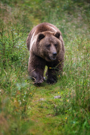Wild Brown Bear (Ursus Arctos) in the summer forest. Animal in natural habitat. wild life sceneの写真素材