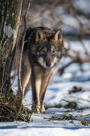 Wolf in the forest up close. Wildlife scene from winter nature. Wild animal in the natural habitatの写真素材
