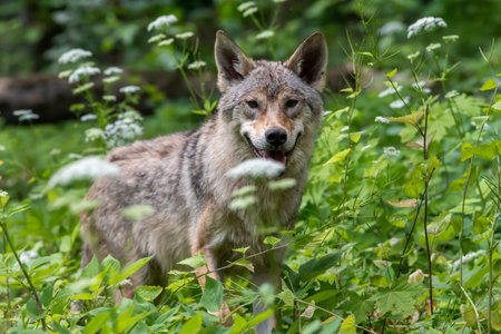 Wolf portrait in summer forest. Wild life scene from nature. Wild animal in the natural habitatの写真素材
