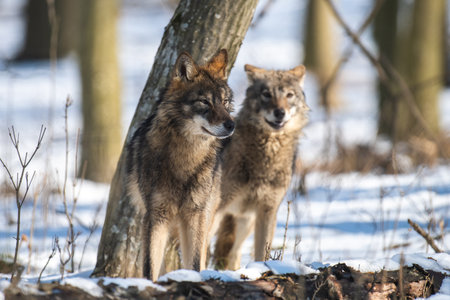 Wolf in the forest up close. Wildlife scene from winter nature. Wild animal in the natural habitatの写真素材