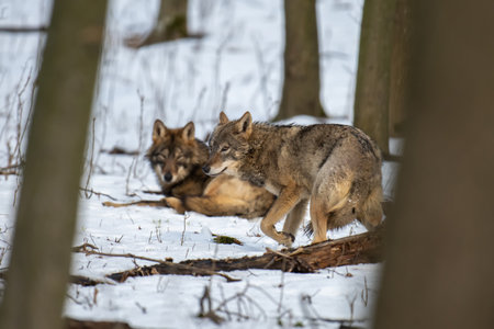 Wolf in the forest up close. Wildlife scene from winter nature. Wild animal in the natural habitatの写真素材