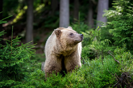 Wild Brown Bear (Ursus Arctos) in the summer forest. Animal in natural habitat. wild life sceneの写真素材