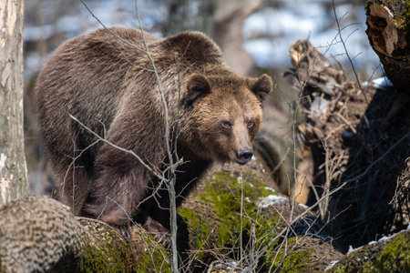 Wild adult Brown Bear (Ursus Arctos) in the spring forest. Dangerous animal in natural habitat. wild life sceneの写真素材