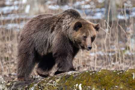 Wild adult Brown Bear (Ursus Arctos) in the spring forest. Dangerous animal in natural habitat. wild life sceneの写真素材