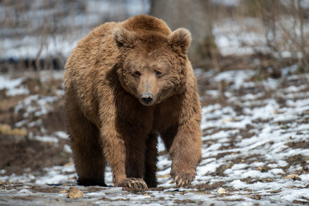 Wild adult Brown Bear (Ursus Arctos) in the spring forest. Dangerous animal in natural habitat. wild life sceneの写真素材