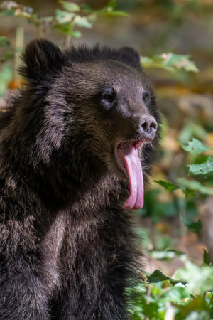 Wild Brown Bear (Ursus Arctos) in the summer forest. Animal in natural habitat. wild life sceneの写真素材
