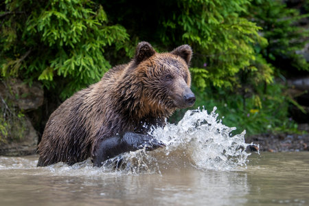 Wild Brown Bear (Ursus Arctos) on pond in the summer forest. Animal in natural habitat. wild life sceneの写真素材
