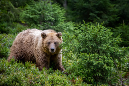 Wild Brown Bear (Ursus Arctos) in the summer forest. Animal in natural habitat. wild life sceneの写真素材