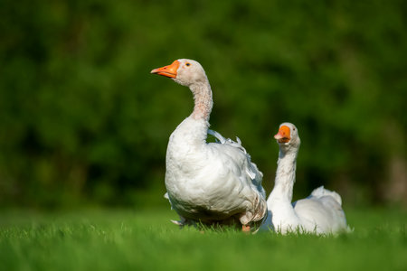 Two white goose on spring green grassの写真素材