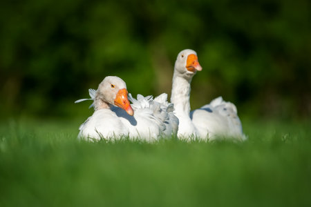 Two white goose on spring green grassの写真素材