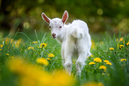 White baby goat standing on green grass with yellow flowersの写真素材