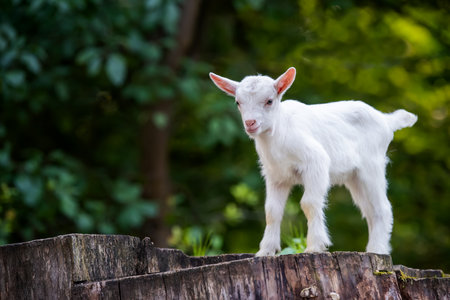Close white baby goat standing on tree stump in farmの写真素材