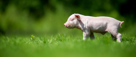 Close up newborn pink piglet on spring green grass on a farmの写真素材