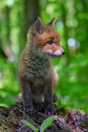 Red fox, vulpes vulpes, small young cub in forest on tree stump. Cute little wild predators in natural environment. wild life scene from natureの写真素材