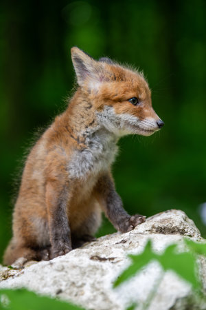 Red fox, vulpes vulpes, small young cub in forest on stone. Cute little wild predators in natural environment. wild life scene from natureの写真素材
