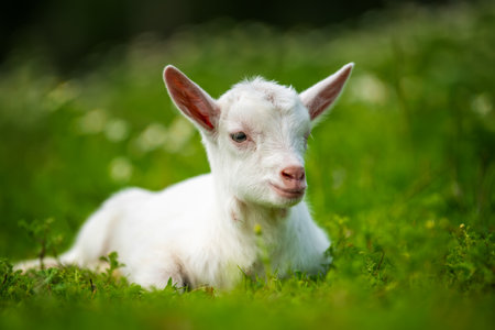 White baby goat on green grass with flowersの写真素材