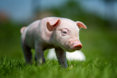 Close up newborn piglet on spring grass on a farmの写真素材