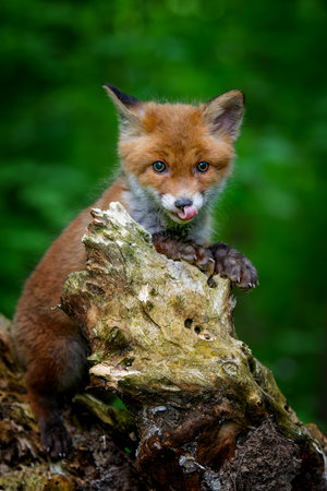 Red fox, vulpes vulpes, small young cub in forest. Cute little wild predators in natural environment. wild life scene from natureの写真素材
