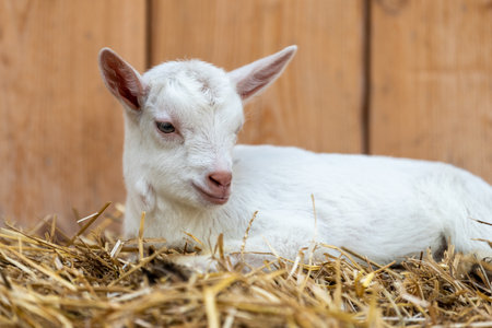 White kid is lying in straw on a background of wooden boards on a farmの写真素材