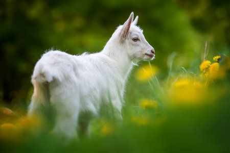 White baby goat standing on green grass with flowersの写真素材