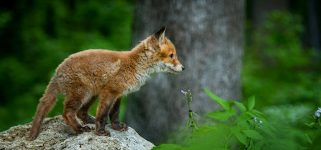 Red fox, vulpes vulpes, small young cub in forest. Cute little wild predators in natural environment. wild life scene from natureの素材 [FY310205555108]